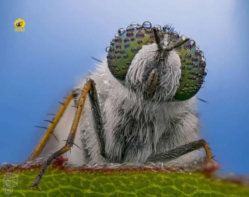 Extreme close-up macro photograph of a dew-covered robber fly perched on a green leaf, showcasing detailed compound eyes, fine body hairs, and crystal-clear water droplets against a soft blue background.