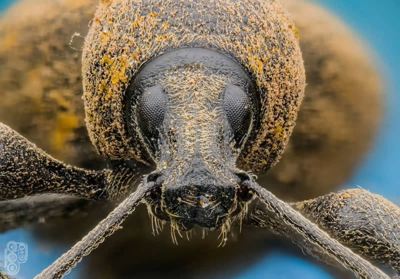 Extreme close-up macro photograph of a textured brown weevil facing the camera, showing detailed antennae, compound eyes, and rough exoskeleton against a soft blue background.