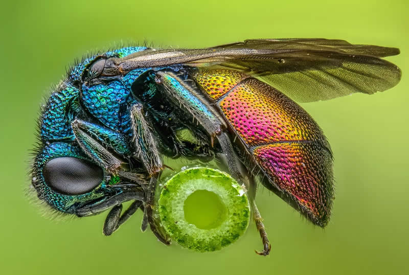 Extreme close-up macro photograph of a metallic jewel wasp perched on a hollow green stem, displaying iridescent blue, green, gold, and magenta body colors against a smooth green background.