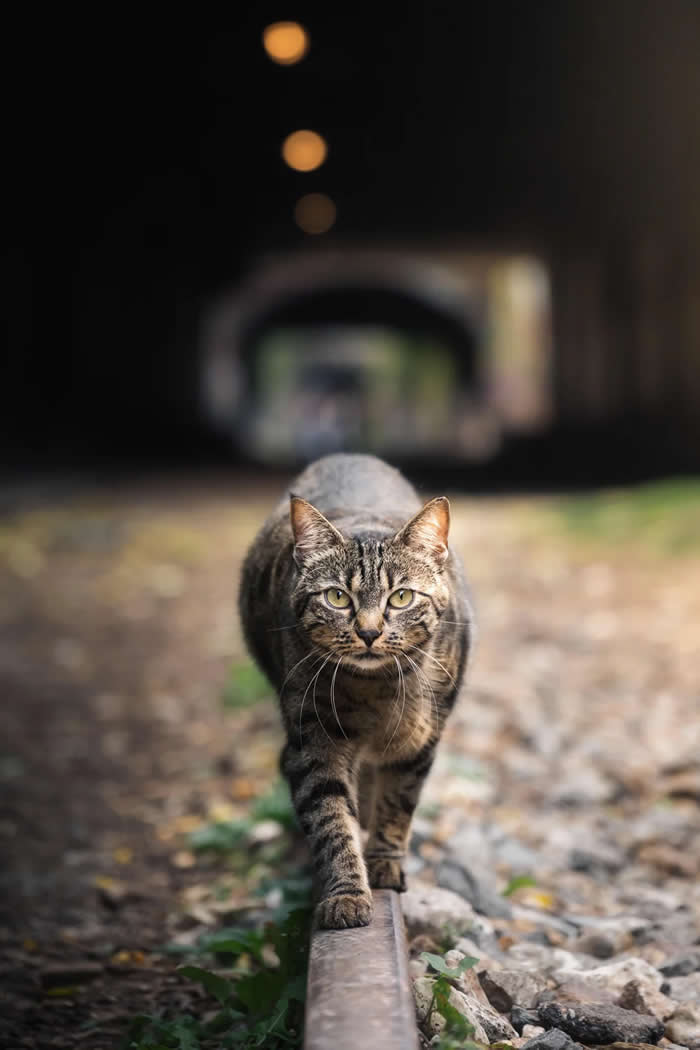Visual Therapy: 33 Satisfying Photos Celebrating Perfect Symmetry and Balance 56 Cat on rails