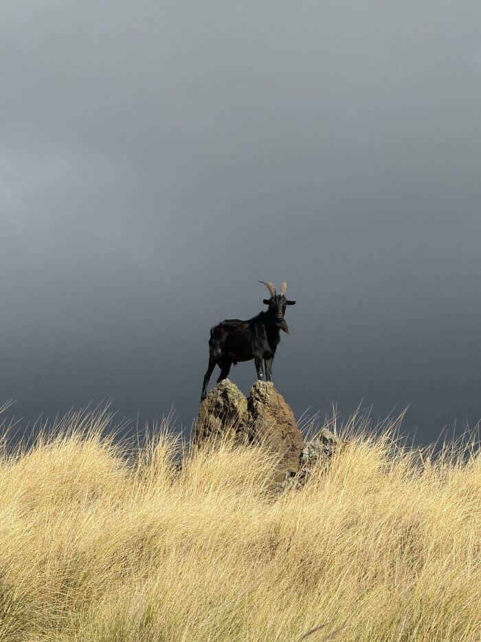 Visual Therapy: 33 Satisfying Photos Celebrating Perfect Symmetry and Balance 60 This Majestic Goat We Found In Hawaii