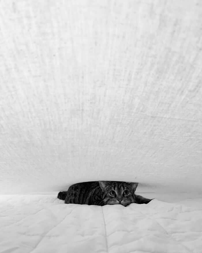Visual Therapy: 33 Satisfying Photos Celebrating Perfect Symmetry and Balance 39 A Cat Between A Mattress And A Blanket