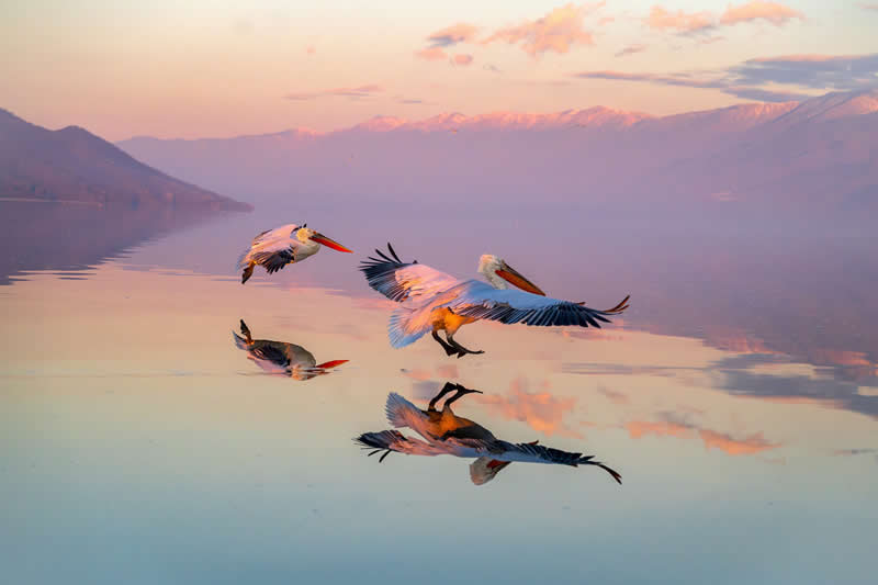 Wild at Heart: 20 Award-Winning Animal Photos from Life Framer’s Animal Kingdom 33 Animal Kingdom Winning Photos by Life Framer Photo Contest