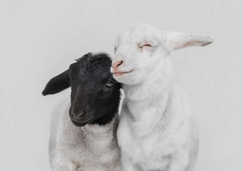 Wild at Heart: 20 Award-Winning Animal Photos from Life Framer’s Animal Kingdom 34 Animal Kingdom Winning Photos by Life Framer Photo Contest