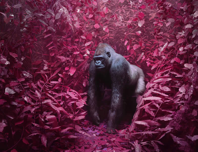 Wild at Heart: 20 Award-Winning Animal Photos from Life Framer’s Animal Kingdom 35 Animal Kingdom Winning Photos by Life Framer Photo Contest
