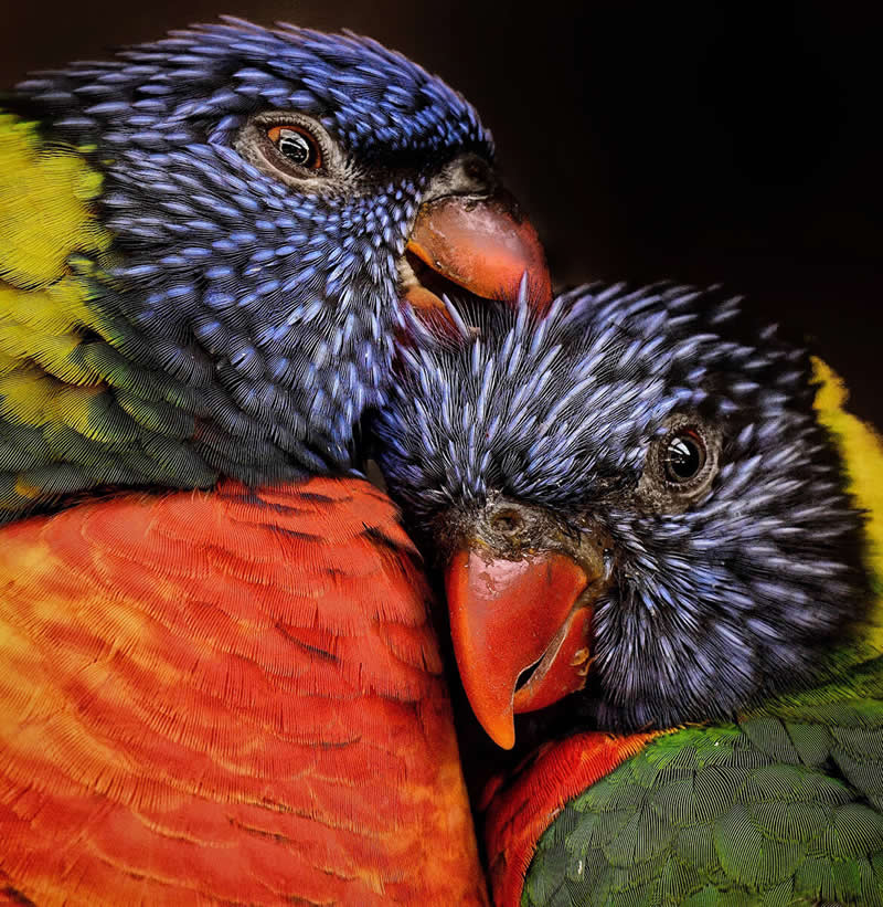 Wild at Heart: 20 Award-Winning Animal Photos from Life Framer’s Animal Kingdom 37 Animal Kingdom Winning Photos by Life Framer Photo Contest