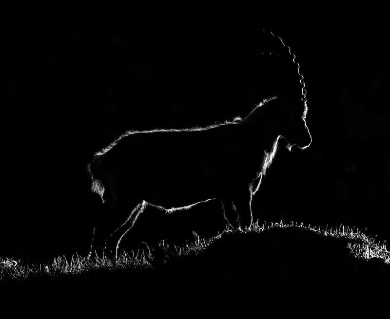 Wild at Heart: 20 Award-Winning Animal Photos from Life Framer’s Animal Kingdom 38 Animal Kingdom Winning Photos by Life Framer Photo Contest