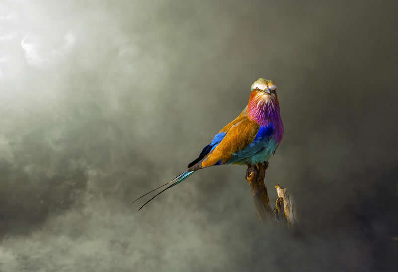 Wild at Heart: 20 Award-Winning Animal Photos from Life Framer’s Animal Kingdom 40 Animal Kingdom Winning Photos by Life Framer Photo Contest