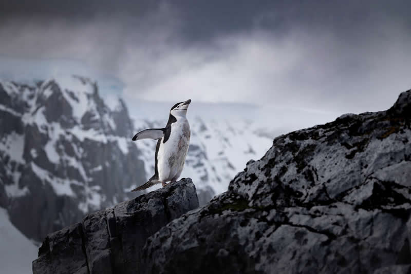 Wild at Heart: 20 Award-Winning Animal Photos from Life Framer’s Animal Kingdom 41 Animal Kingdom Winning Photos by Life Framer Photo Contest