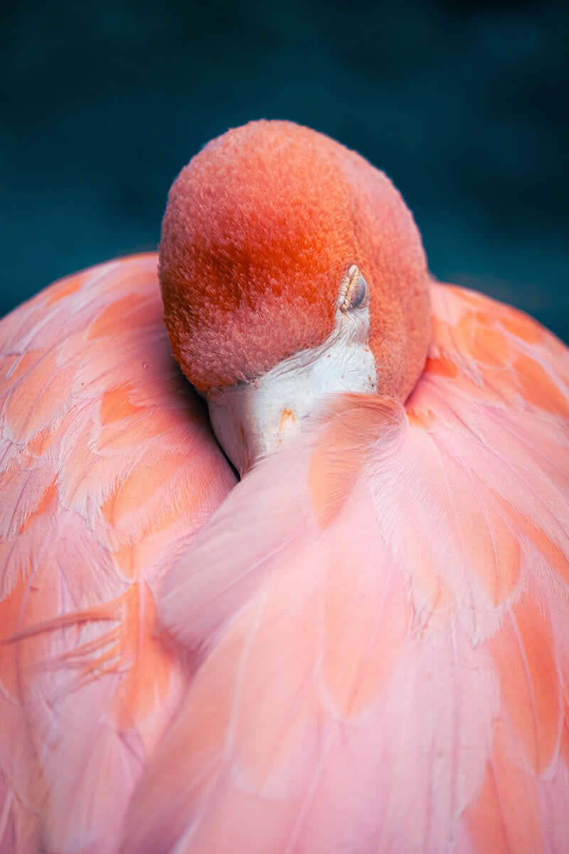 Wild at Heart: 20 Award-Winning Animal Photos from Life Framer’s Animal Kingdom 42 Animal Kingdom Winning Photos by Life Framer Photo Contest