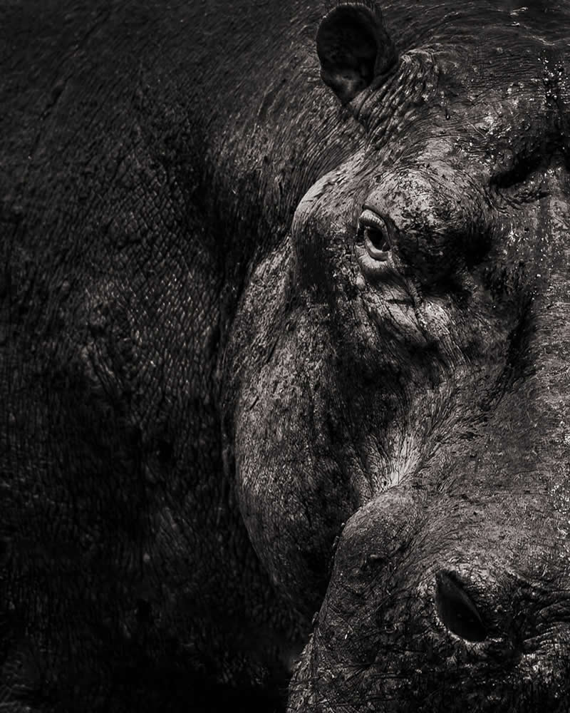 Wild at Heart: 20 Award-Winning Animal Photos from Life Framer’s Animal Kingdom 32 Animal Kingdom Winning Photos by Life Framer Photo Contest