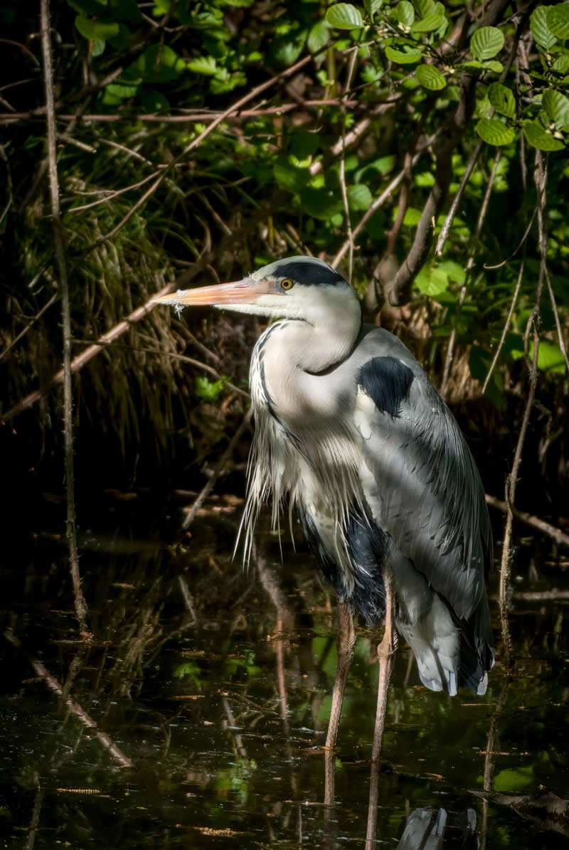 12th Place: Grey Heron by Gregg-F