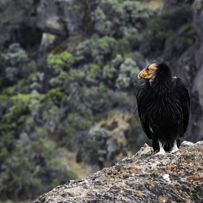 13th Place: Condor Charisma by DColligan