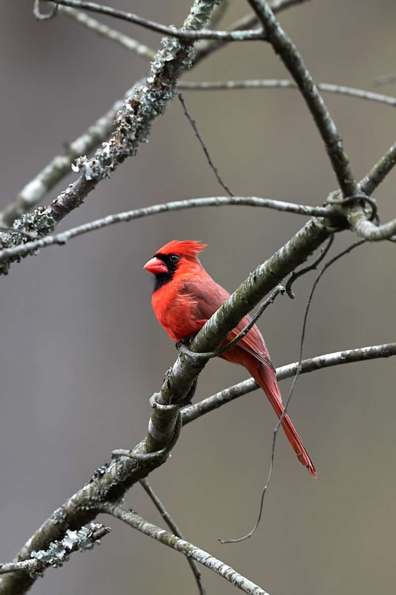 16th Place: The Cardinal by N4865G