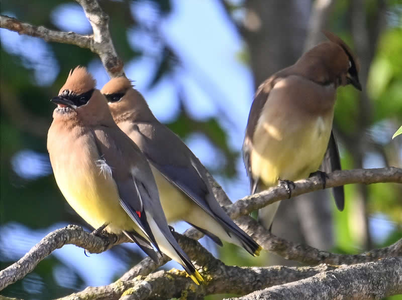 20th Place: Cedar Waxwing Trio by Phil SF