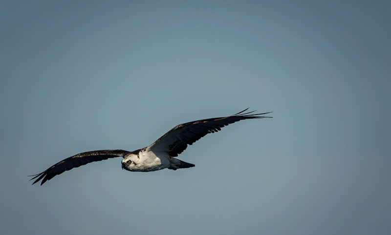 21st Place: Bahamian Raptor by Patrick Carty