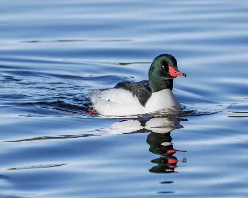 22nd Place: Male Common Merganser by Denaljo
