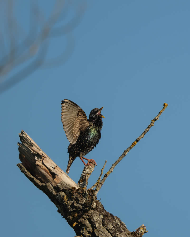 23rd Place: Shout it out Loud by Bobdjo