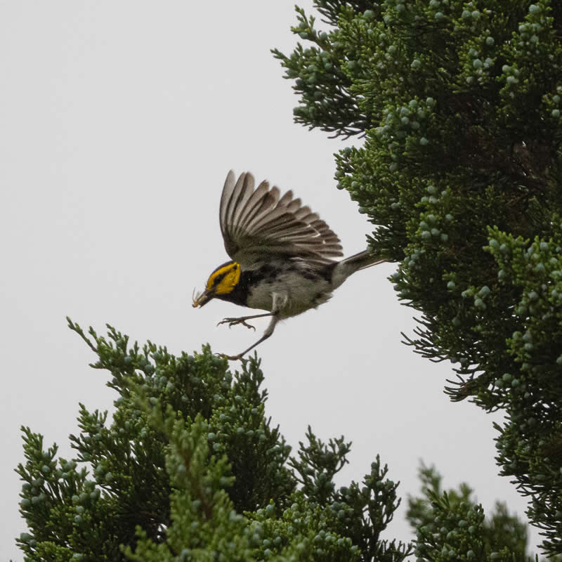 25th Place: Golden Cheeked Warbler by Con Brio