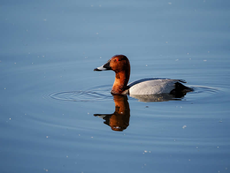 28th Place: Pretty Pochard by DrummerJim