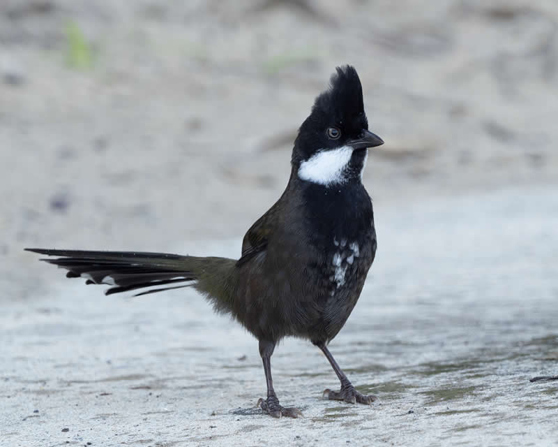 29th Place: Eastern Whipbird by Denjw