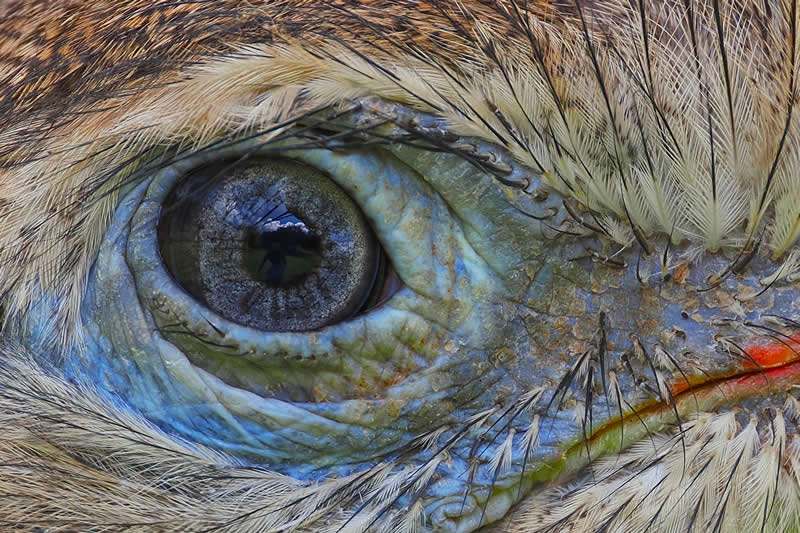 33rd Place: Seriema’s Eye by Minas Eye