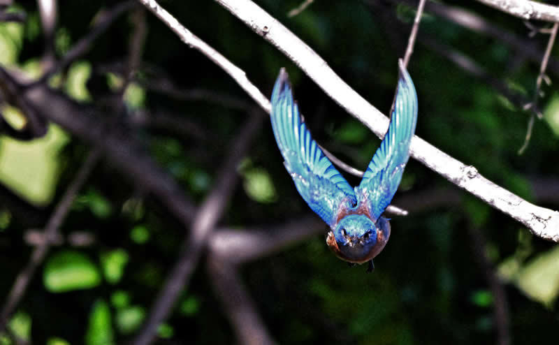 36th Place: Western Bluebird in flight by Shiann Yang