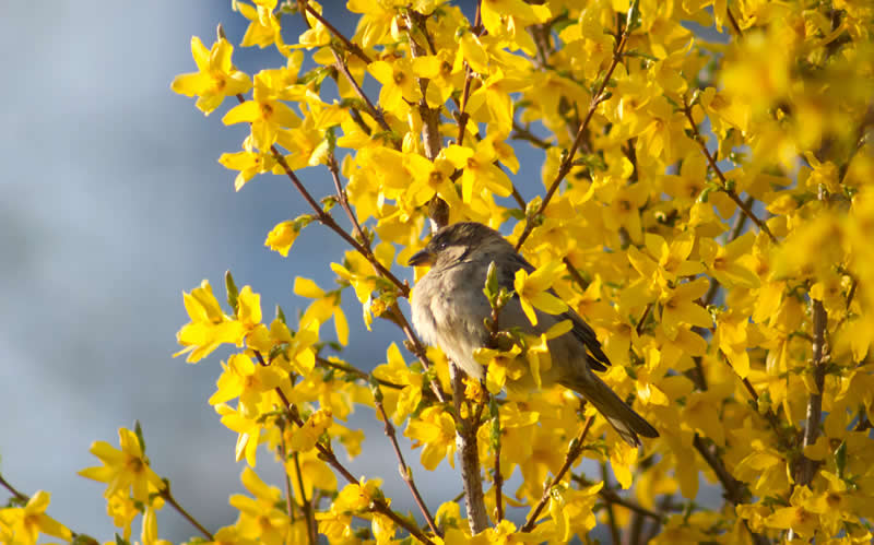 37th Place: House Sparrow by Youying Pan