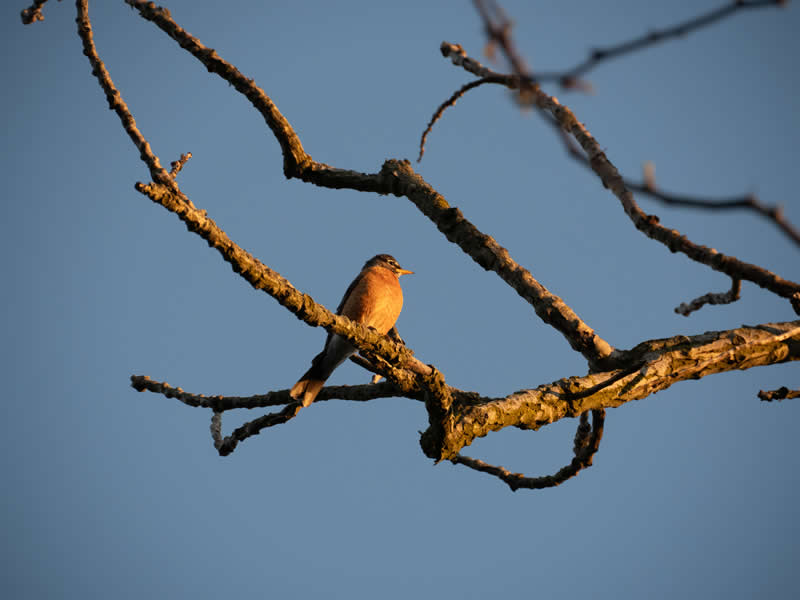 42nd Place: Common Robin at Sunset by Priyotosh