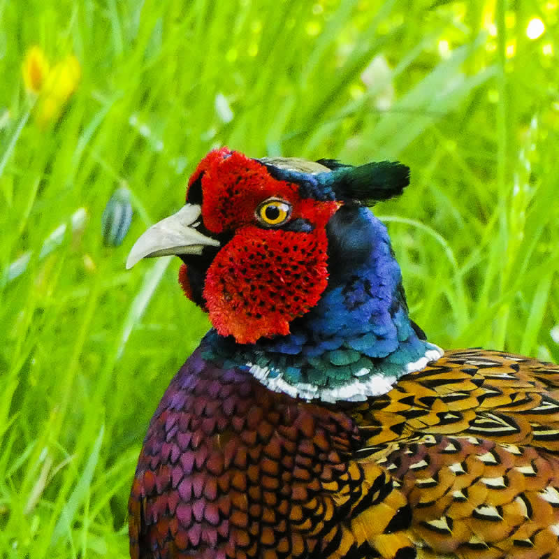 43rd Place: Pheasant by Schil Schillemans