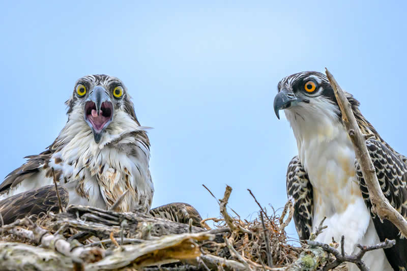 6th Place: Osprey Adult vs Juvenile by Vbuhay
