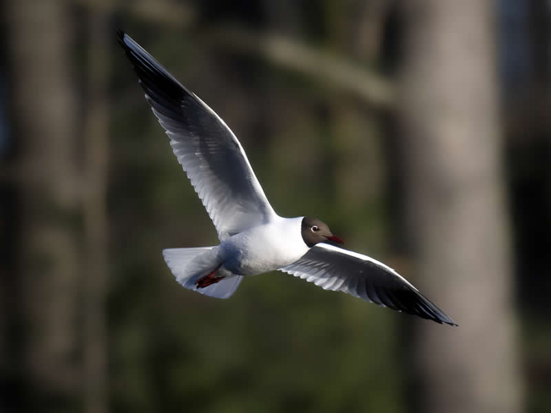 9th Place: Black Headed Gull by Sergio Image