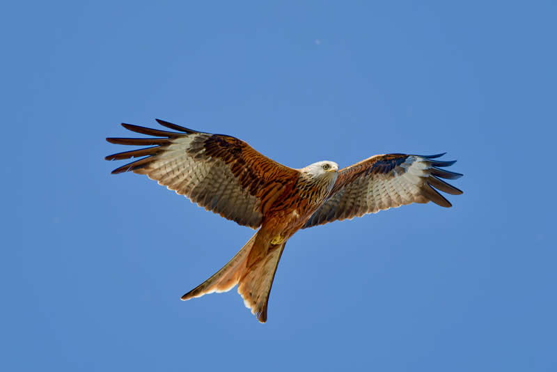 10th Place: Red Kite by cocoanud
