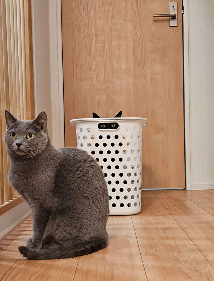 A gray cat sits calmly on a wooden floor while another black cat hides inside a white laundry basket, with only its eyes and ears peeking through the holes.