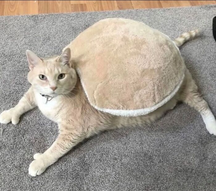 A cream-colored cat lies stretched out on a carpet with a round beige plush pet bed resting over its back, making it look like a giant hamburger with legs and a tail.