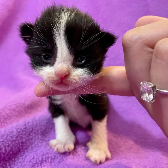 A tiny black-and-white tuxedo kitten stands on a soft purple blanket while a person gently supports its chin with one finger, highlighting its adorable size and sleepy expression.