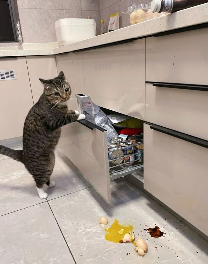 A gray tabby cat stands beside an open kitchen drawer filled with canned food while broken eggs and spilled yolk cover the floor, giving the cat a hilariously guilty expression.