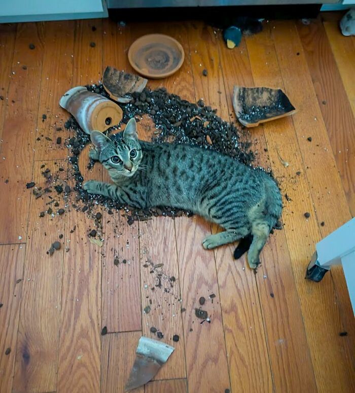 A gray tabby cat lounges on a wooden floor surrounded by spilled soil and shattered flowerpot pieces, staring innocently at the camera after an obvious indoor gardening disaster.
