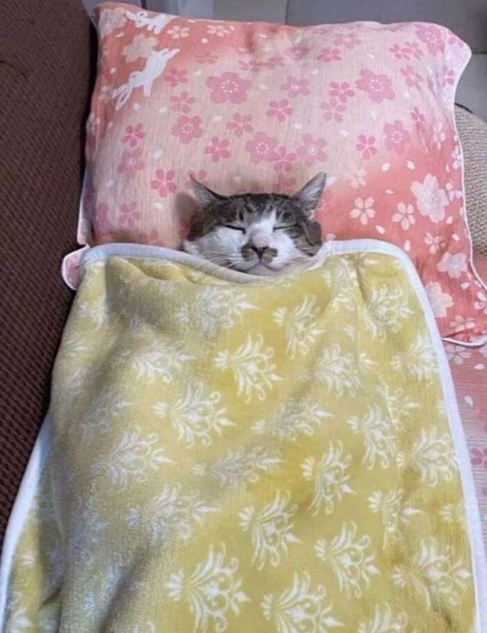 A tabby-and-white cat sleeps peacefully tucked under a yellow patterned blanket with its head resting on a pink floral pillow, looking like a tiny person enjoying a cozy bedtime.