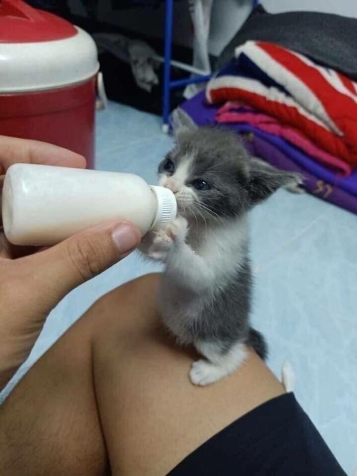 A tiny gray-and-white kitten stands on its hind legs, holding a small milk bottle with its front paws while eagerly drinking during a bottle-feeding session indoors.