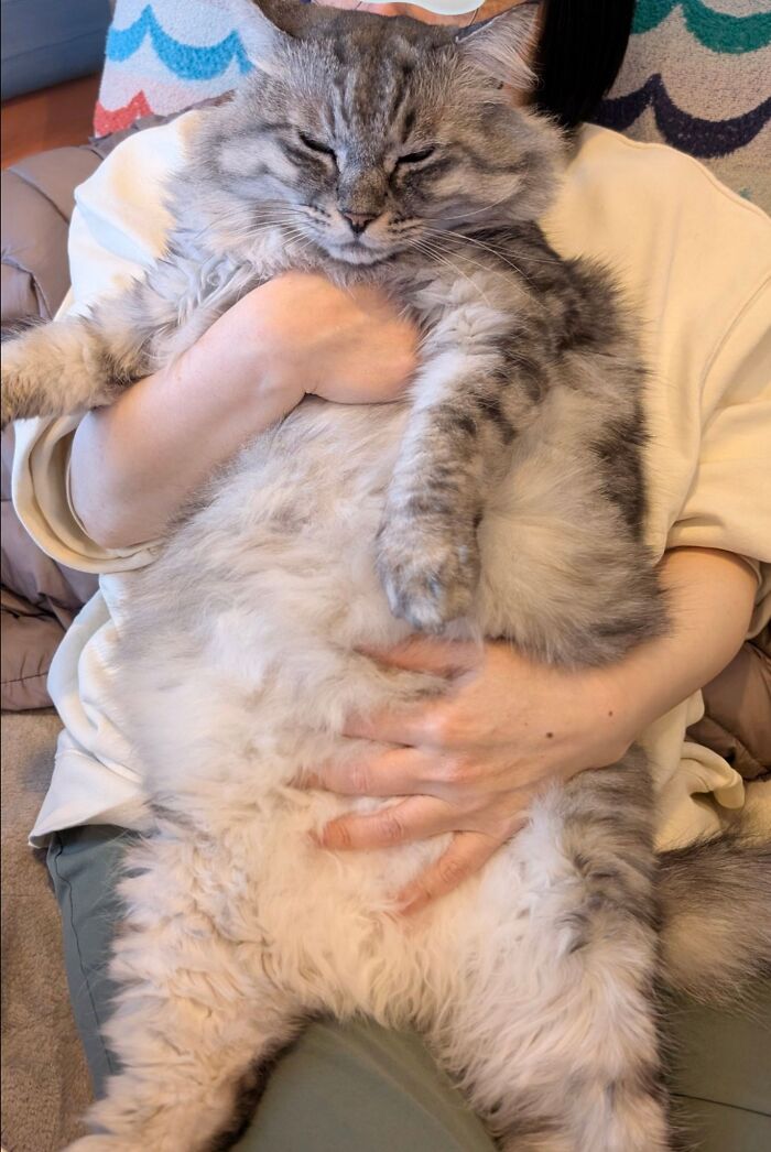 A large fluffy silver tabby cat is being cradled in a person's arms, hanging comfortably with sleepy eyes and a huge fluffy belly, looking completely relaxed and delightfully oversized.