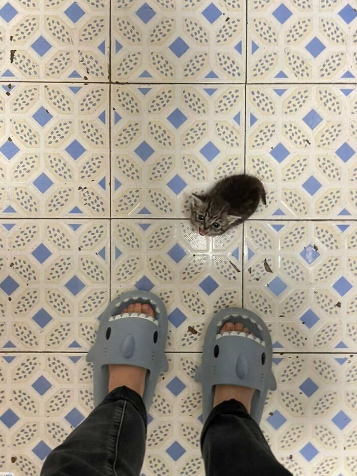 A tiny tabby kitten stands on a patterned tiled floor, meowing up at a person wearing gray shark-shaped slippers, creating a funny size comparison between the tiny cat and oversized footwear.