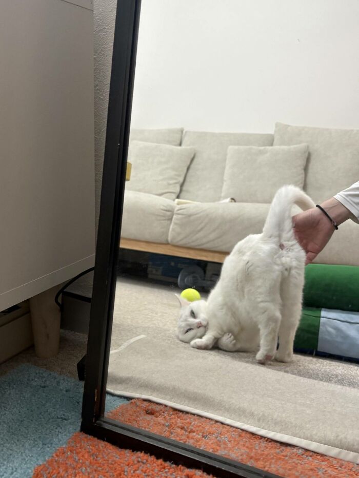 A fluffy white cat twists into a hilarious upside-down pose while a person reaches toward it, creating a funny moment that looks like the cat is attempting an impossible yoga stretch.