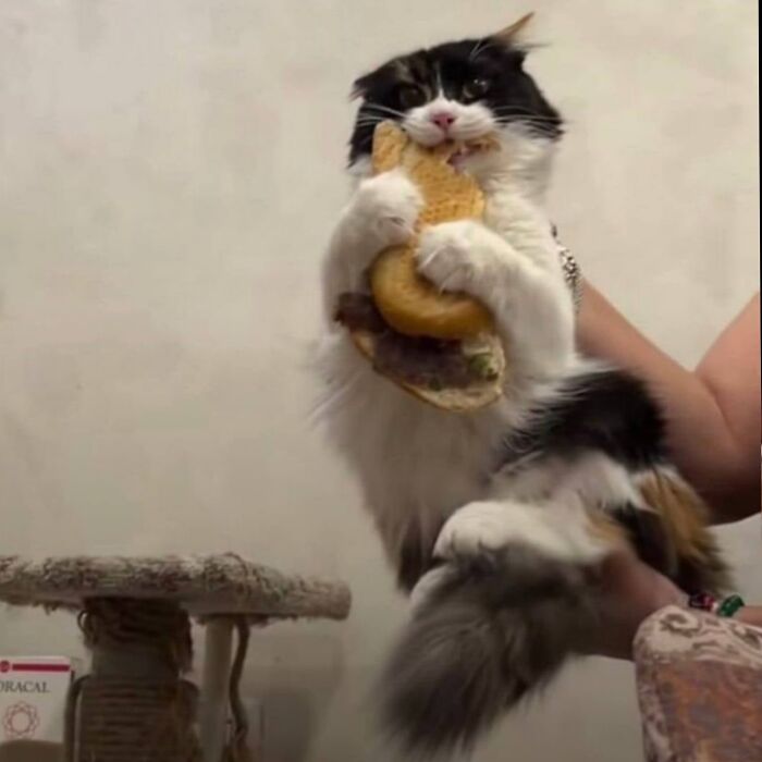 A fluffy black-and-white cat is being held by a person while tightly hugging a large burger with both front paws, wearing a determined expression as if protecting its favorite snack.