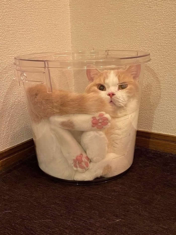 An orange-and-white cat is squeezed inside a clear plastic storage container, sitting in a funny twisted position with its pink paw pads visible and a hilariously unimpressed expression.