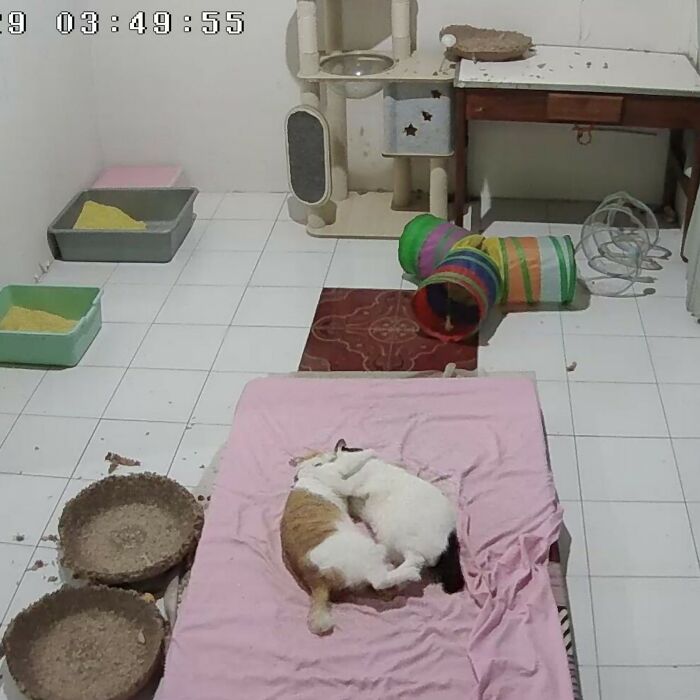 A home security camera captures two cats cuddling together on a pink mattress in a playroom filled with cat toys, tunnels, scratching pads, and litter boxes after a night of playful mischief.