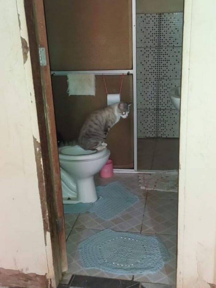A gray tabby cat sits on top of a toilet seat in a bathroom, looking over its shoulder at the camera with a hilariously serious expression as if it wants complete privacy.