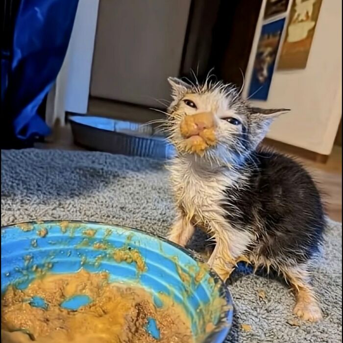 A tiny black-and-white kitten sits beside a blue food bowl with wet food smeared all over its face and fur, looking adorably messy after an enthusiastic meal.