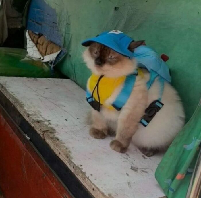 A fluffy colorpoint cat sits wearing a blue cap, matching backpack harness, and yellow outfit, looking adorably grumpy and ready for an adventure it clearly didn't volunteer for.