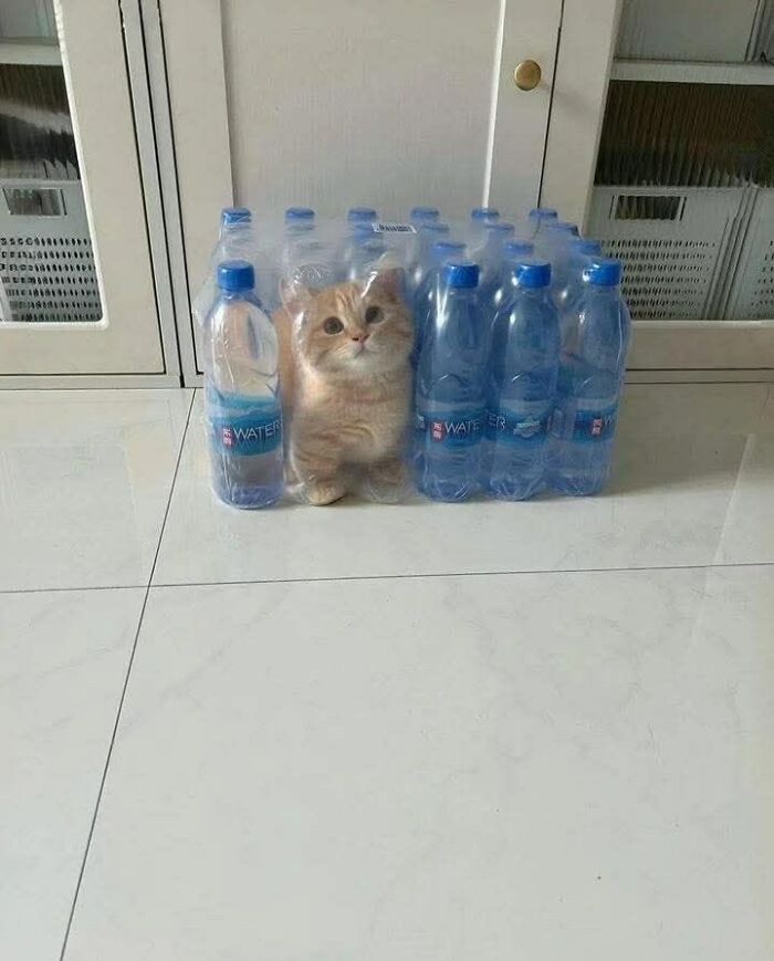 A tiny orange kitten sits perfectly inside the open space of a shrink-wrapped pack of blue water bottles, looking adorably trapped between the bottles on a tiled floor.